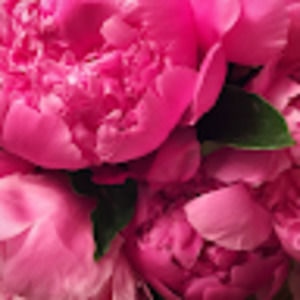 Meet your Posher, Aloise